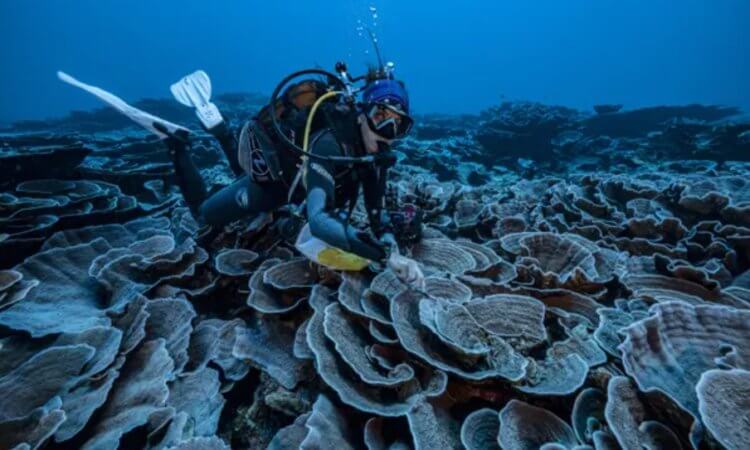 В глубинах океана найдены коралловые рифы, которые могут пережить климатическую катастрофу
