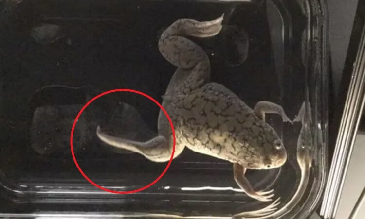 Ученые помогли лягушкам отрастить заново ампутированные конечности