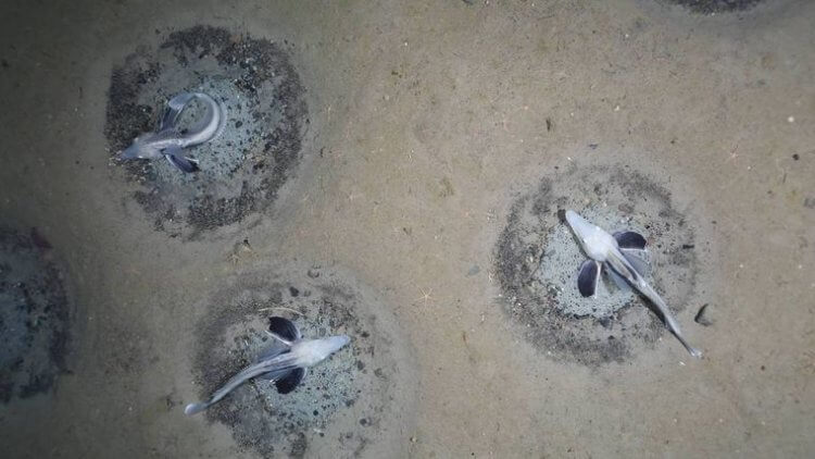 Под льдами Антарктики ученые обнаружили крупнейшее в мире место нереста рыб