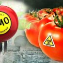 Опасны ли ГМО продукты — мифы и реальность