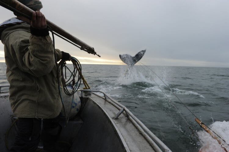 Как чукчи охотятся на китов — смертельно опасный промысел на краю Земли